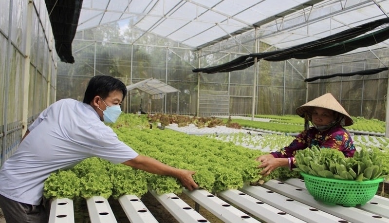 Ông Phan Văn Tùng (ấp 10, xã Thuận Hưng, huyện Long Mỹ, tỉnh Hậu Giang) áp dụng mô hình trồng rau trong nhà lưới và hệ thống nước tự động đã giúp tiết kiệm nhiều chi phí sản xuất (Ảnh: QĐND) Ông Phan Văn Tùng (ấp 10, xã Thuận Hưng, huyện Long Mỹ, tỉnh Hậu Giang) áp dụng mô hình trồng rau trong nhà lưới và hệ thống nước tự động đã giúp tiết kiệm nhiều chi phí sản xuất (Ảnh: QĐND)
