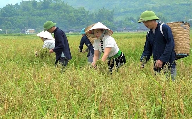 Đồng bào Thái hái những bông lúa nếp chắc mẩy ngoài cánh đồng Tú Lệ để mang về làm cốm Đồng bào Thái hái những bông lúa nếp chắc mẩy ngoài cánh đồng Tú Lệ để mang về làm cốm