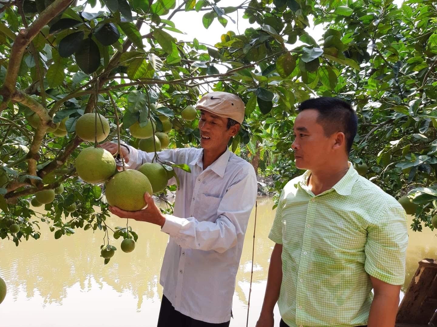 15 ha trồng bưởi đào ở thôn Lập Lễ, xã Thanh Hồng (huyện Thanh Hà, tỉnh Hải Dương) lần đầu tiên được cấp mã số vùng trồng 15 ha trồng bưởi đào ở thôn Lập Lễ, xã Thanh Hồng (huyện Thanh Hà, tỉnh Hải Dương) lần đầu tiên được cấp mã số vùng trồng