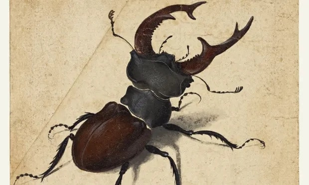 Bọ cánh cứng (Ảnh: Giorgio Morara) Bọ cánh cứng (Ảnh: Giorgio Morara)