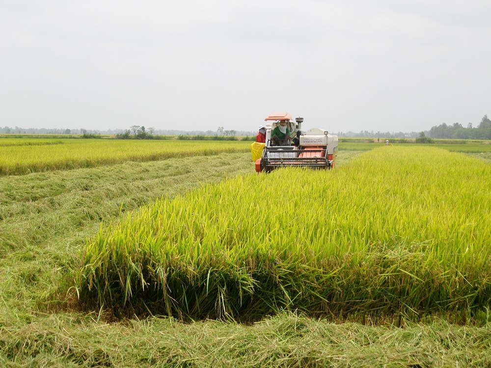 An Giang có nhiều thế mạnh để phát triển kinh tế từ các HTX (Ảnh: Trọng Tín)