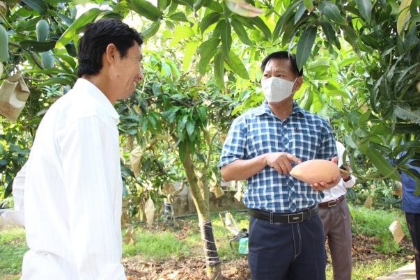 Tỉnh An Giang tiếp tục củng cố và phát triển mô hình sản xuất xoài ba màu có quy mô 500 ha đạt tiêu chuẩn VietGAP gắn với chuỗi tiêu thụ sản phẩm.