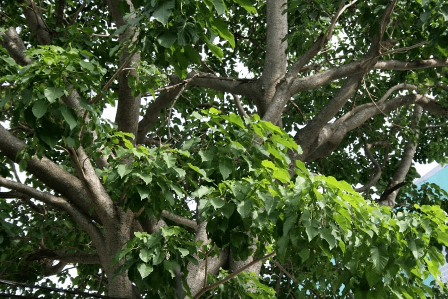 Cây ngô đồng thân gỗ