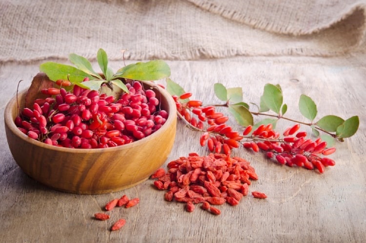 Kỹ thuật trồng và chăm sóc cây câu kỷ tử  3
