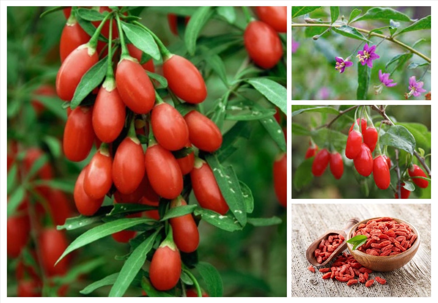 Cây câu kỷ tử là loại cây lâu năm rất dễ trồng, hiện nay được rất nhiều các hộ gia đình mua hạt về ươm trồng ở sân vườn thu hoạch quả để dùng, vừa an toàn vừa tốt cho sức khoẻ.
