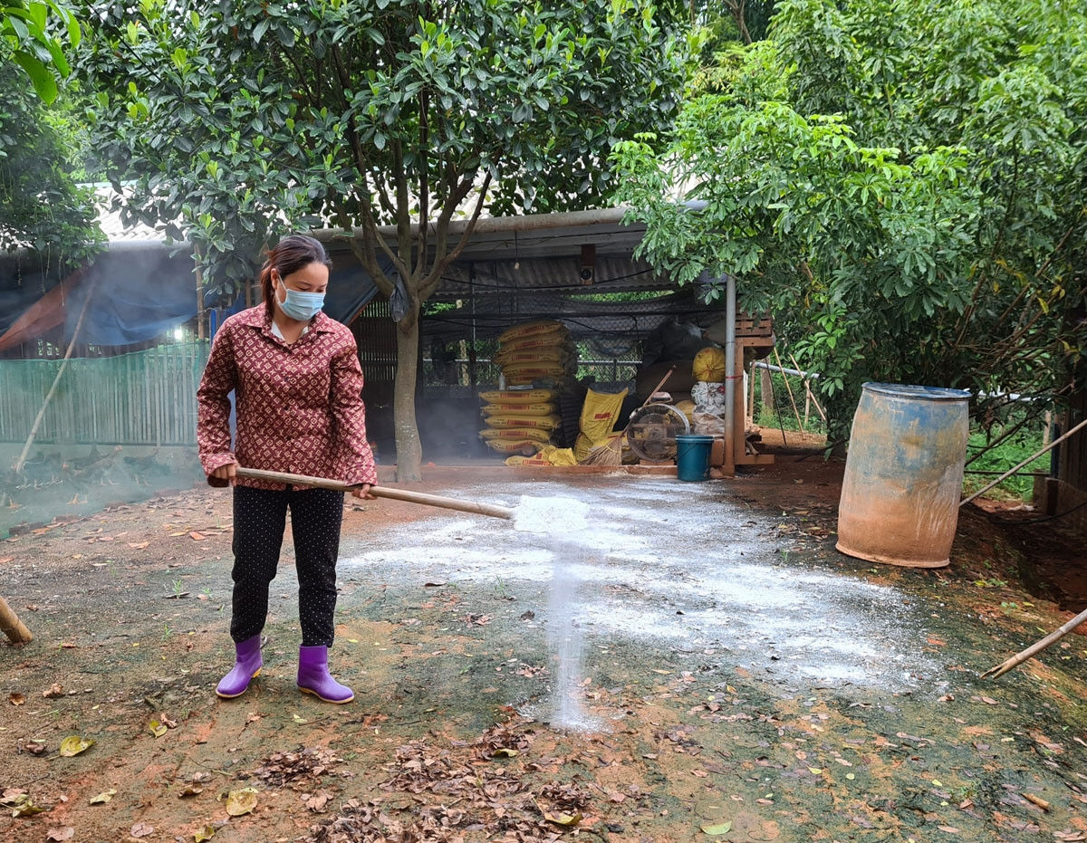 Người dân khử trùng khu vực chăn nuôi.