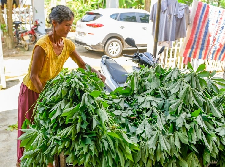 Lá sắn phải lấy lúc khô ráo, nếu có nước tằm ăn vào sẽ nhiễm lạnh mà chết Lá sắn phải lấy lúc khô ráo, nếu có nước tằm ăn vào sẽ nhiễm lạnh mà chết