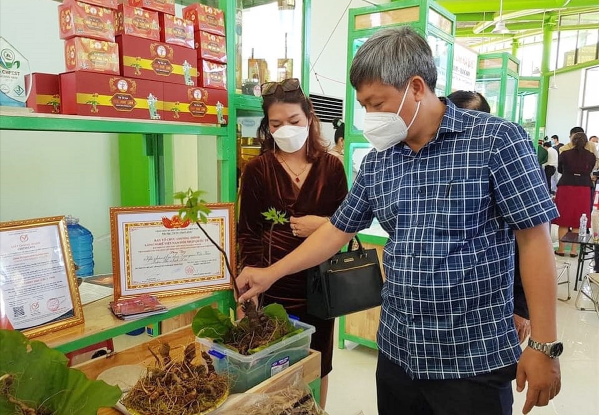 Cây sâm Ngọc Linh đã giúp nhiều hộ dân ở huyện Nam Trà My không những thoát nghèo, mà một số người còn trở thành tỷ phú