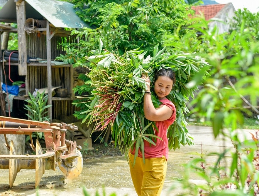 Người dân tận dụng nguồn lá sắn để nuôi tằm kiếm thêm thu nhập Người dân tận dụng nguồn lá sắn để nuôi tằm kiếm thêm thu nhập