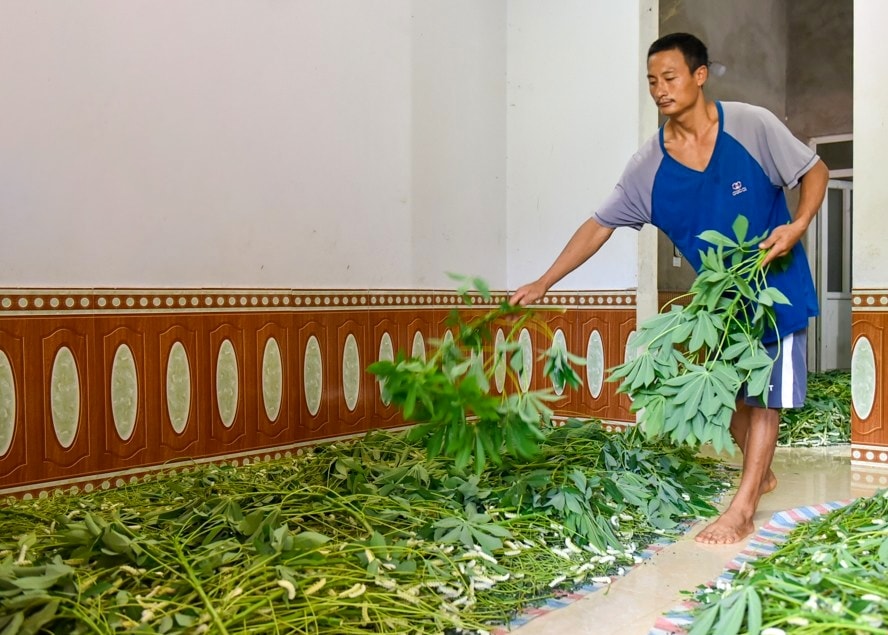 Chu kỳ một lứa tằm thương phẩm thường kéo dài 15-18 ngày. Người nuôi tằm thường trải những tấm bạt xuống nền để phân tằm không bám, gây mất vệ sinh Chu kỳ một lứa tằm thương phẩm thường kéo dài 15-18 ngày. Người nuôi tằm thường trải những tấm bạt xuống nền để phân tằm không bám, gây mất vệ sinh