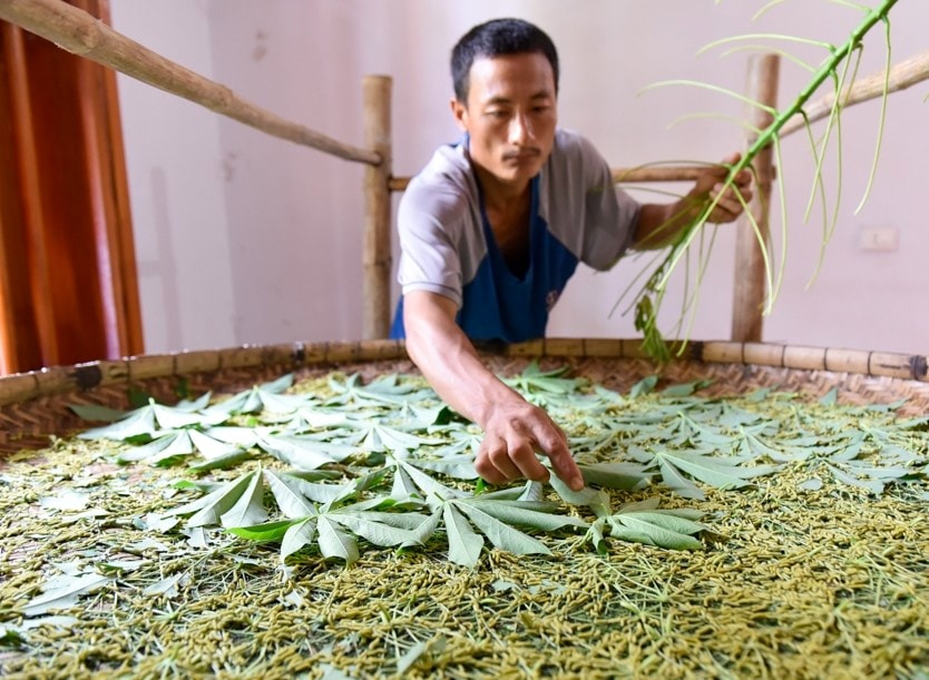 Thức ăn cho tằm con mới nở thường phải chọn những chiếc lá sắn non hoặc bánh tẻ, lá già quá tằm khó ăn và chậm lớn Thức ăn cho tằm con mới nở thường phải chọn những chiếc lá sắn non hoặc bánh tẻ, lá già quá tằm khó ăn và chậm lớn