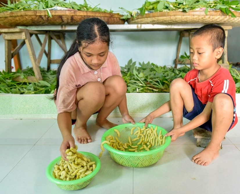 , Tranh thủ những ngày nghỉ học, trẻ con nơi đây đã biết giúp bố mẹ thu hoạch tằm chín Tranh thủ những ngày nghỉ học, trẻ con nơi đây đã biết giúp bố mẹ thu hoạch tằm chín