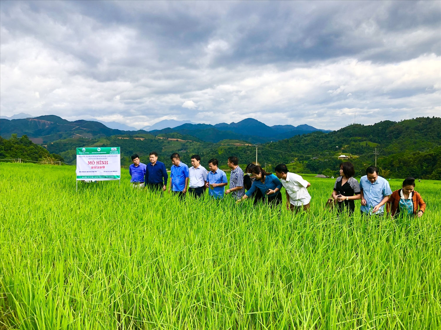 Cơ hội nâng cao giá trị cho giống lúa đặc sản của đồng bào Thái 
