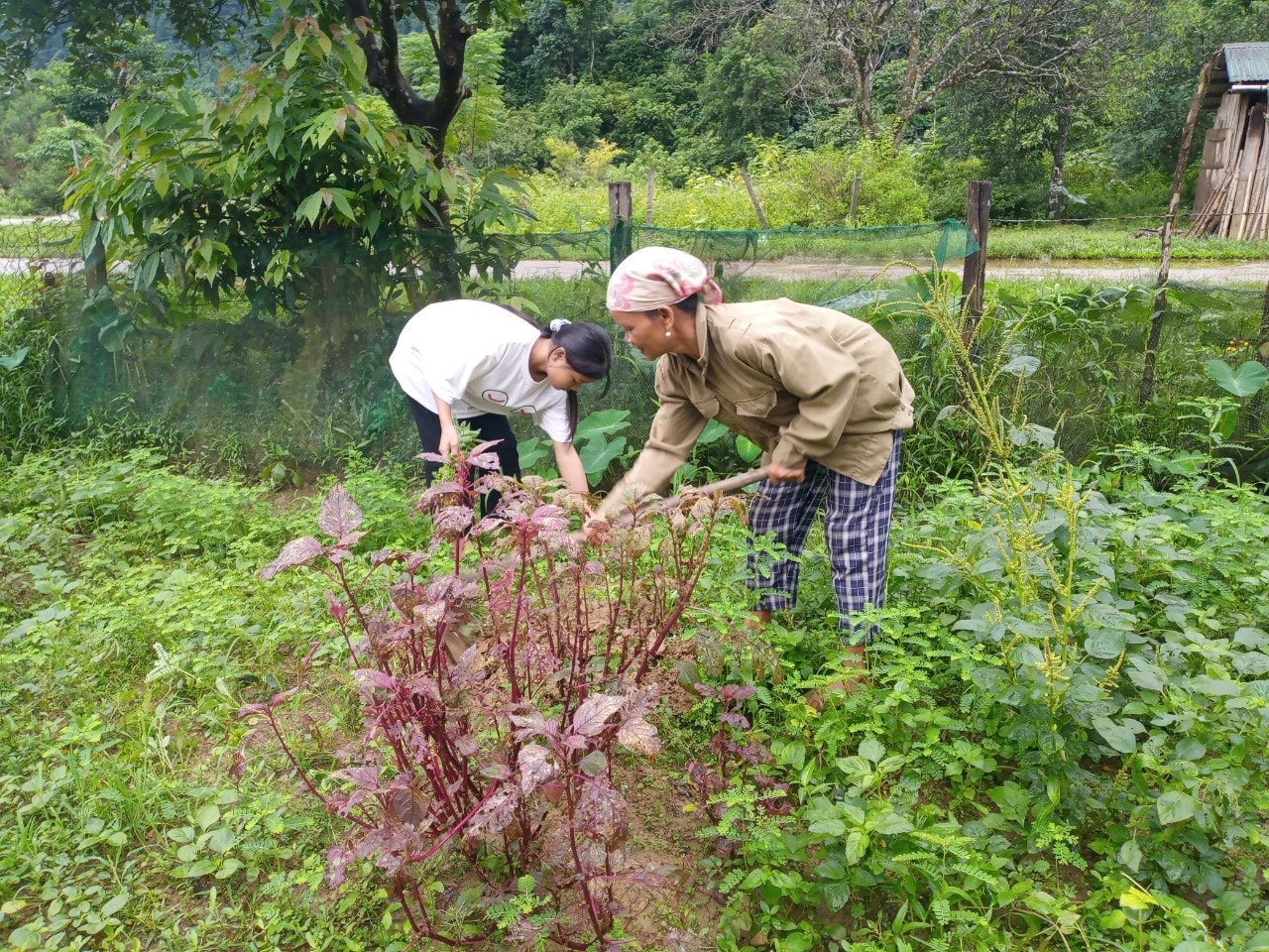 Hoàn cảnh gia đình khó khăn nên ngoài giờ đi học, Hằng phụ giúp mẹ trồng rau, nuôi gà để cải thiện cuộc sống Hoàn cảnh gia đình khó khăn nên ngoài giờ đi học, Hằng phụ giúp mẹ trồng rau, nuôi gà để cải thiện cuộc sống