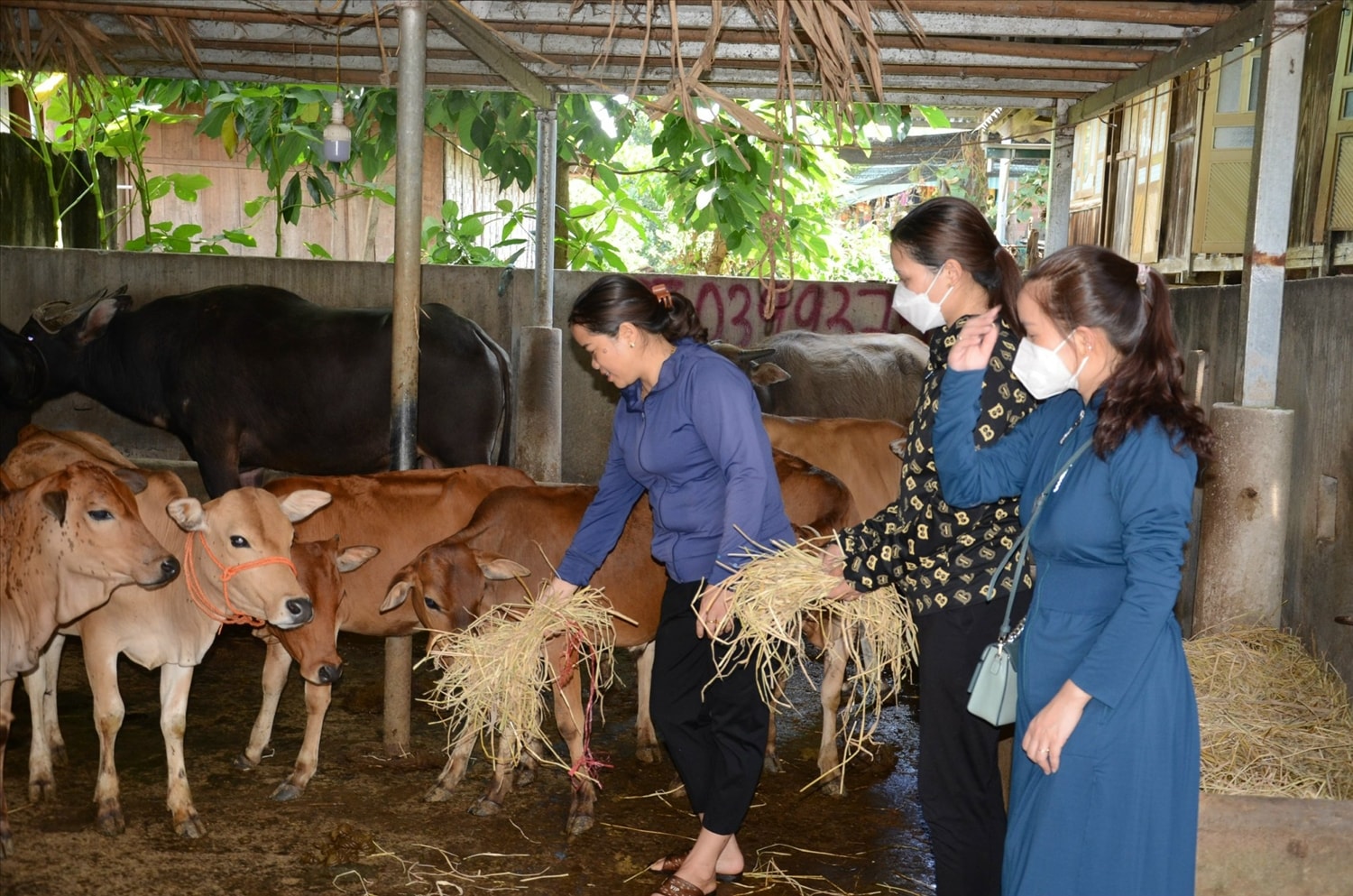 Nhiều mô hình kinh tế HTX giúp nông dân Lai Châu làm giàu ngay trên đồng đất quê hương.