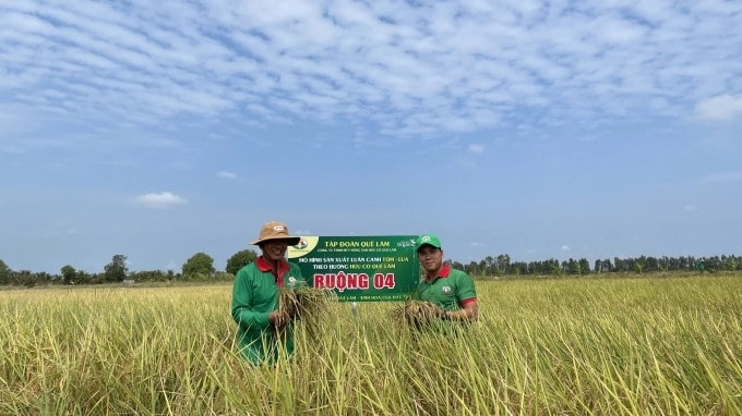 Nhiều doanh nghiệp, tập đoàn đóng góp vai trò tiên phong, dẫn dắt nông dân làm nông nghiệp hữu cơ, liên kết sản xuất ở Sóc Trăng. Ảnh: Trần Anh.