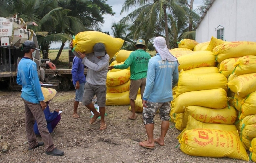 Sóc Trăng hướng tới liên kết sản xuất và tiêu thụ lúa gạo bền vững (Ảnh: Thạch Hồng/VOV).