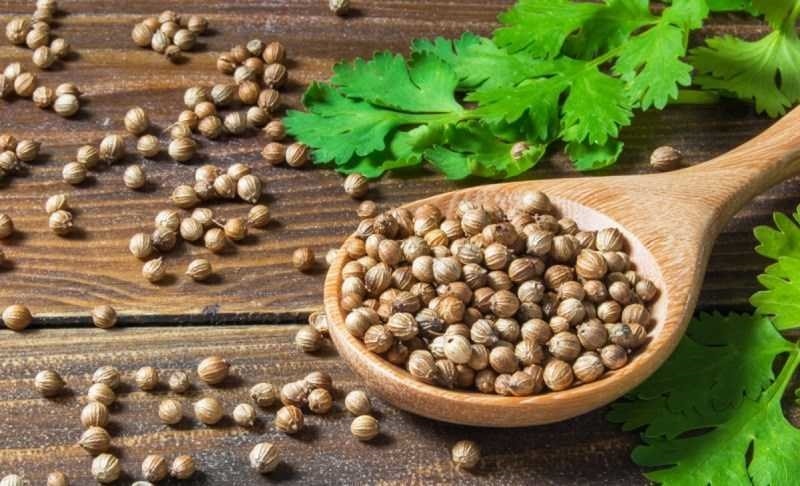Quy trình kỹ thuật trồng cây rau mùi 2