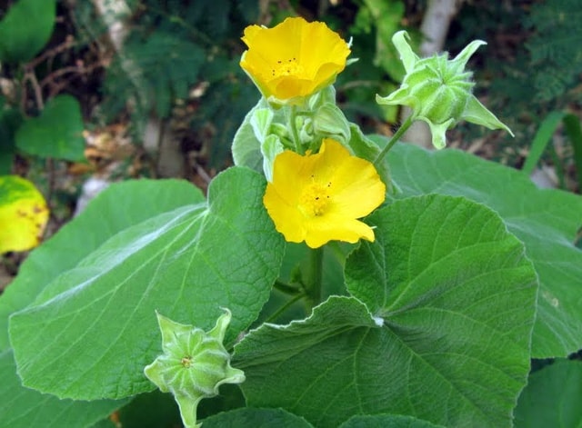 Cây cối xay 