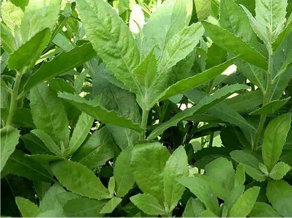 Cách điều trị sốt xuất huyết bằng thảo dược 2