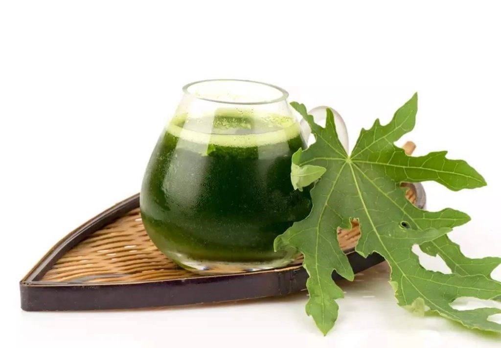 Cách điều trị sốt xuất huyết bằng thảo dược