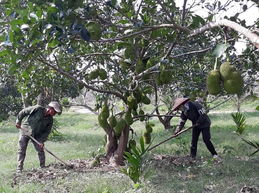 Công ty TNHH MTV Lâm nghiệp EaKar (huyện EaKar, tỉnh Đăk Lăk) thu “phí cây” tính theo chu kỳ sinh trưởng của cây trồng. (Theo Cục Thuế tỉnh Đăk Lăk, đơn vị này đang nợ gần 15 tỷ đồng tiến thuế, trong đó nợ tiền thuế thuê đất từ năm 2014 đến 2016 là gần 1,6 tỉ đồng; nợ thuế thuê đất đến năm 2020 là khoảng 3,5 tỉ đồng…)