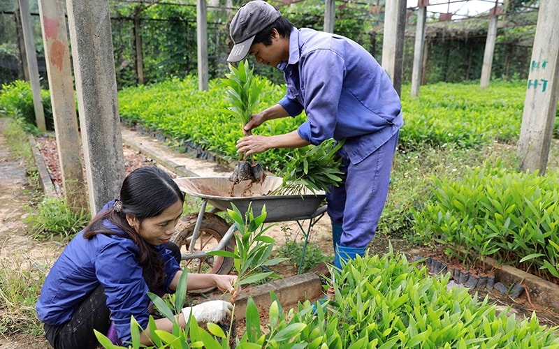 Nhiều công ty NLN giao khoán theo hình thức, công ty đầu tư giống, phân bón, người dân bỏ công trồng, chăm sóc và bảo vệ; đến cuois kỳ phân chia sản phẩm. (Ảnh minh họa)