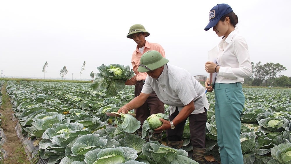 Sản phẩm của Hợp tác xã Rau sạch Yên Dũng được đóng gói trước khi đưa đi tiêu thụ (Ảnh: Sỹ Quyết)