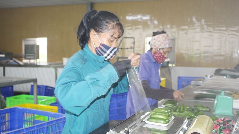 Sản phẩm của Hợp tác xã Rau sạch Yên Dũng được đóng gói trước khi đưa đi tiêu thụ (Ảnh: Sỹ Quyết)