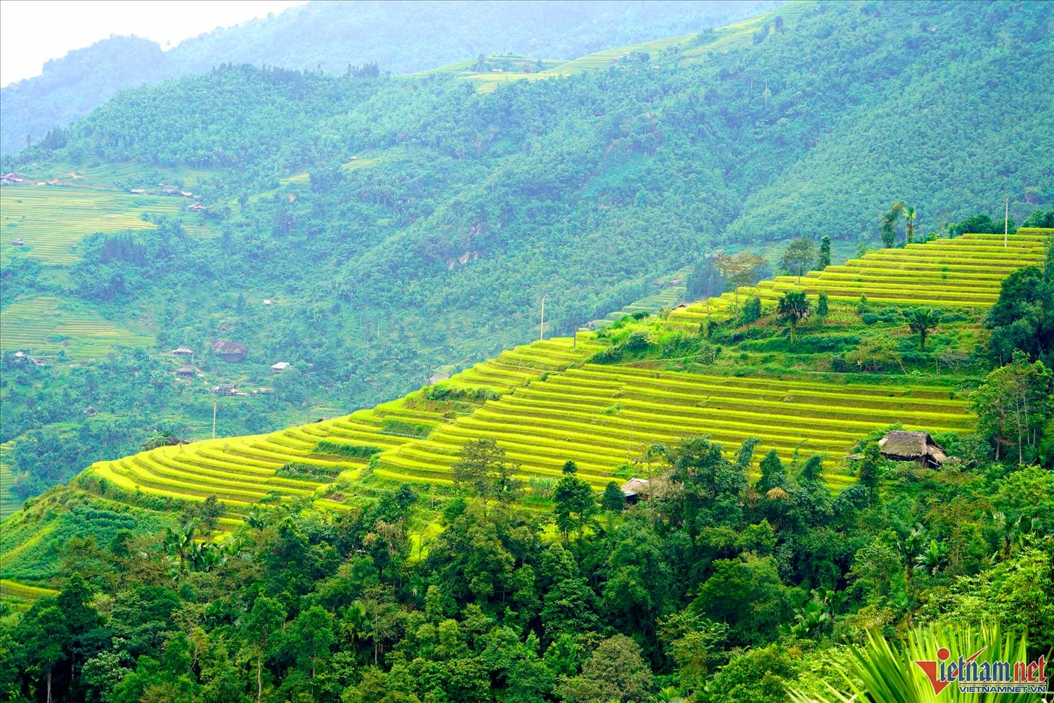 Mê đắm thu vàng ''vờn mây'' trên những thửa ruộng bậc thang nơi miền biên giới 10