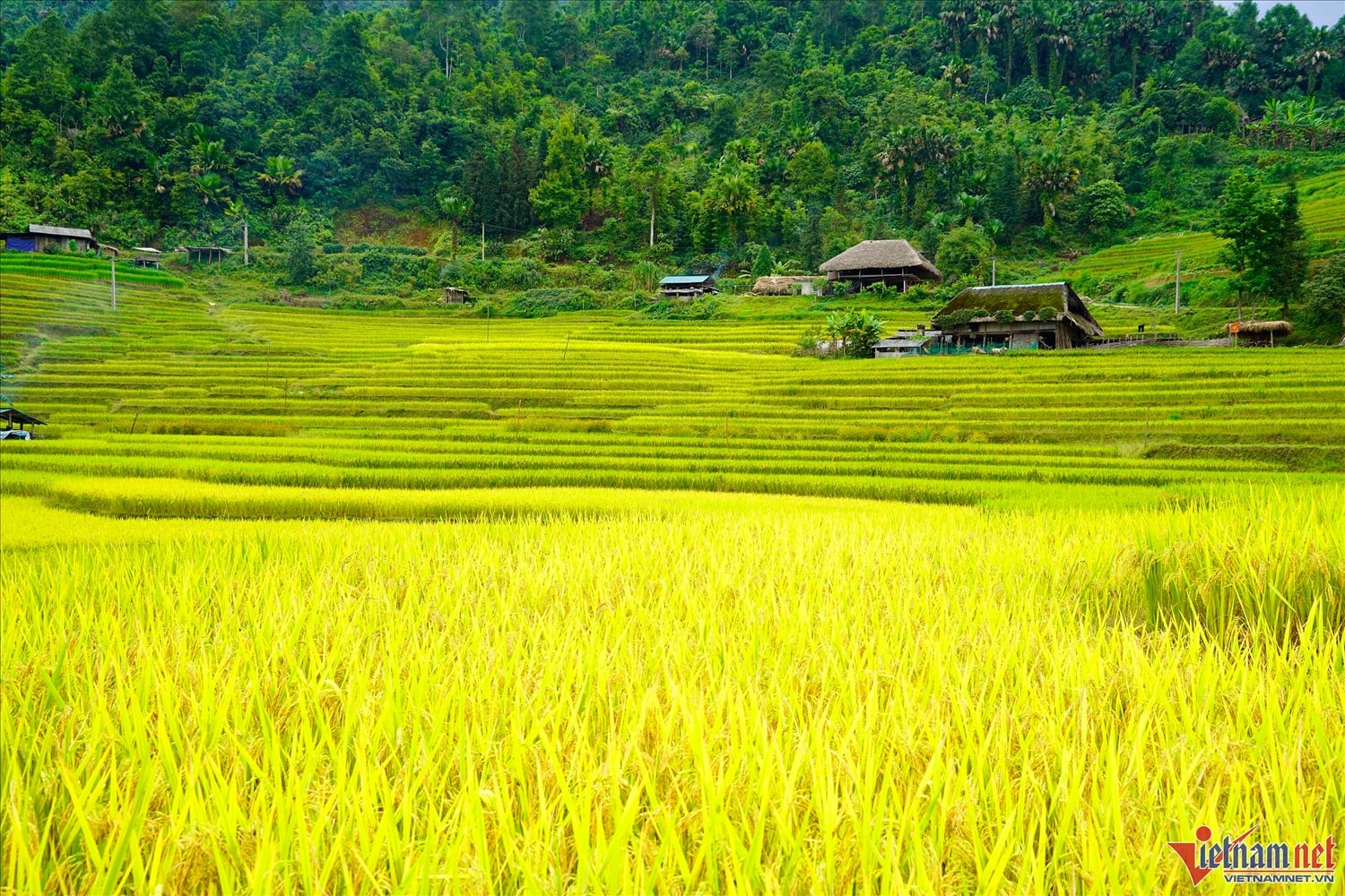 Mê đắm thu vàng ''vờn mây'' trên những thửa ruộng bậc thang nơi miền biên giới 9