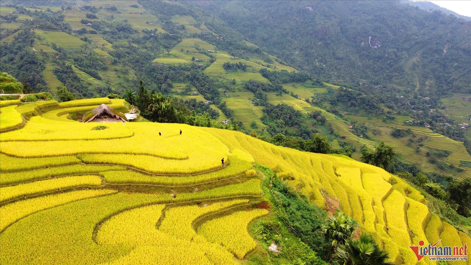 Mỗi độ thu về, mảnh đất hoang sơ Xà Phìn thu hút nhiều du khách tìm đến tận hưởng khí hậu trong lành, đắm chìm trong khung cảnh núi rừng hùng vĩ khoác tấm áo màu lúa chín