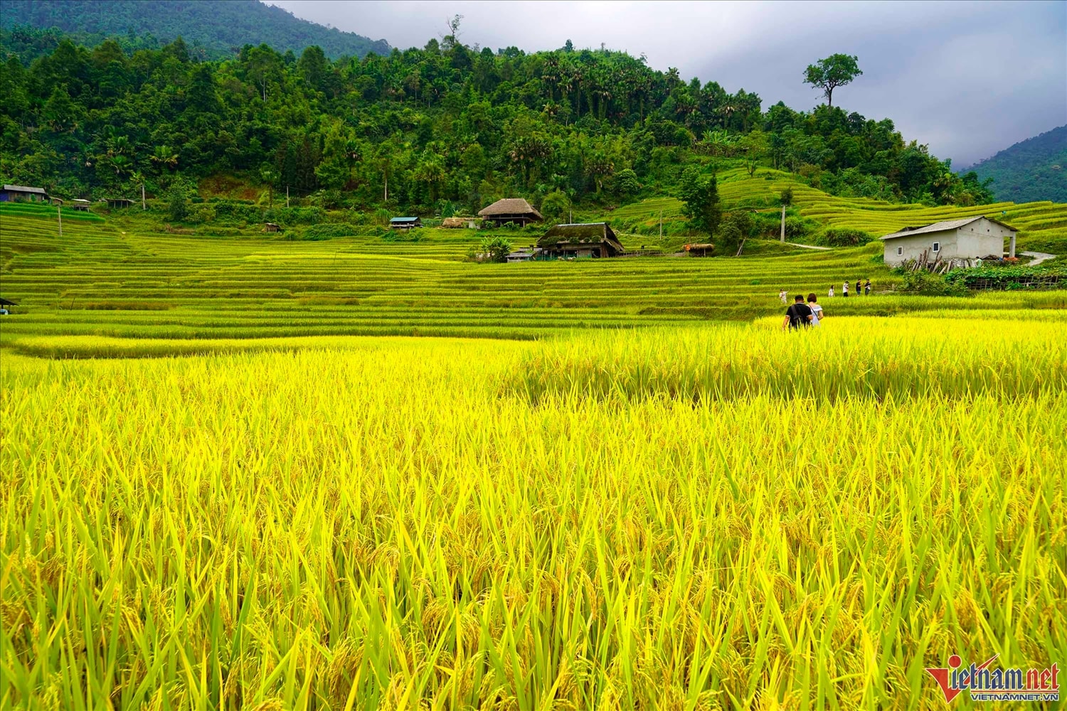 Nhiều du khách hiện đã tới Xà Phìn ngắm lúa chín, chụp những bức ảnh trước khi lúa được thu hoạch