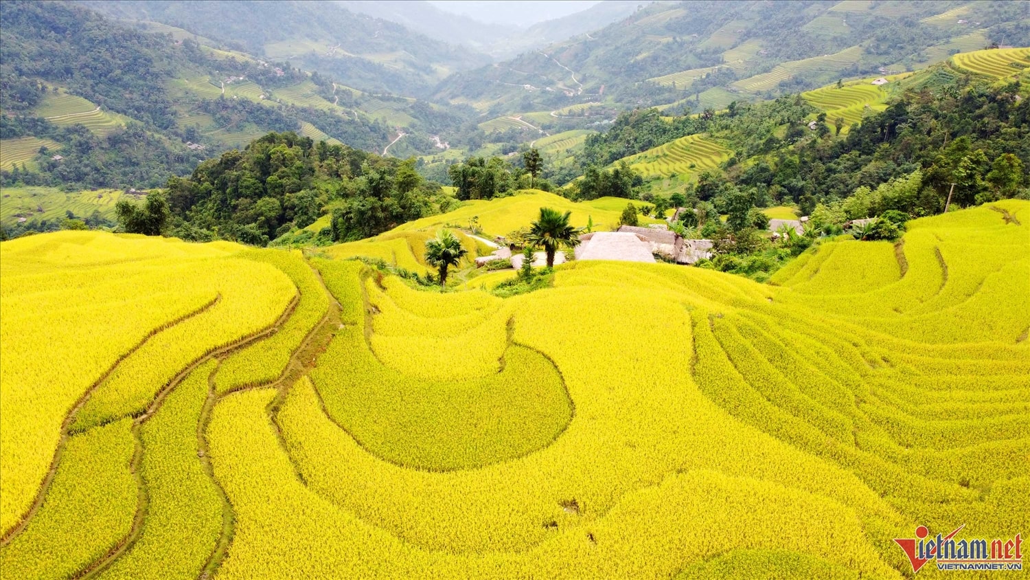 Mùa vàng trên Xà Phìn óng ả, xa xa phía chân trời là những áng mây vờn đỉnh Tây Côn Lĩnh