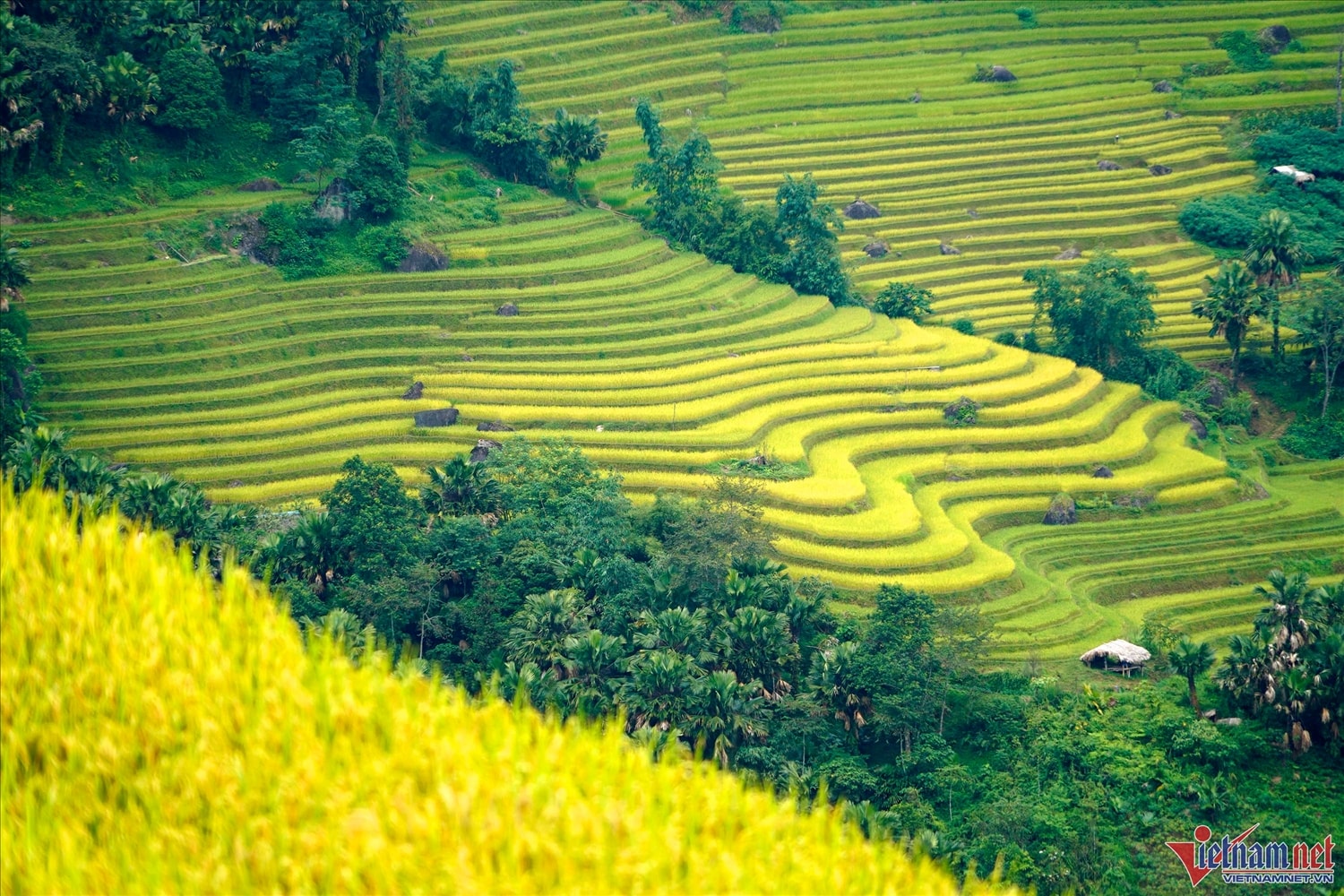Mê đắm thu vàng ''vờn mây'' trên những thửa ruộng bậc thang nơi miền biên giới 3