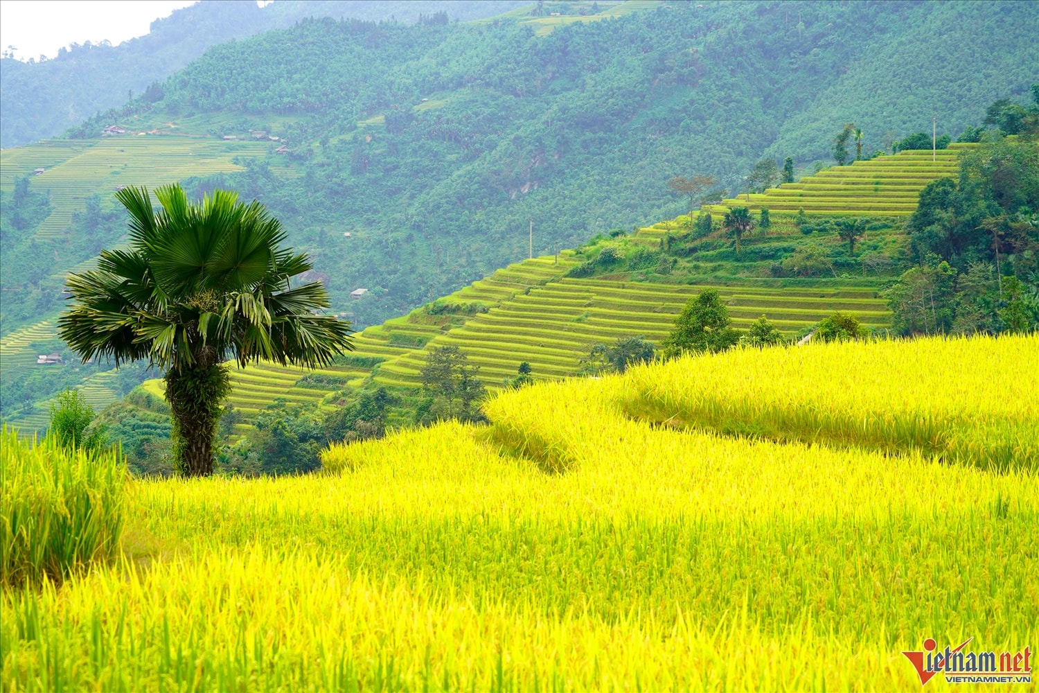 Không kém gì mùa vàng ở Hoàng Su Phì hay Mù Cang Chải, ruộng bậc thang ở Xà Phìn hiện lên trong nắng vàng và mây trắng vờn lưng chừng đỉnh núi