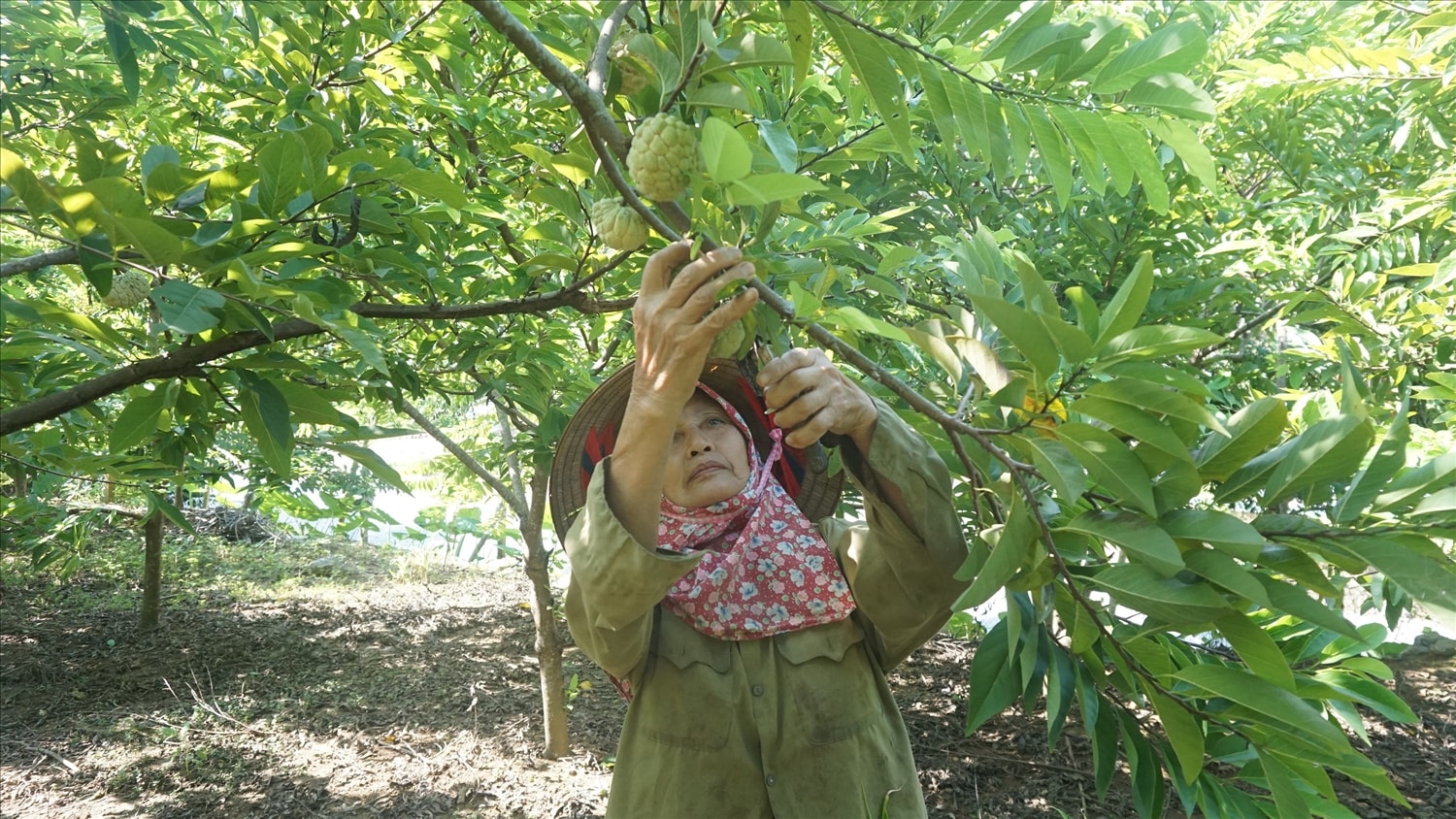 Mỗi vụ na gia đình bà Tin có thu nhập khoảng 40 triệu đồng, cao hơn nhiều so với trồng mía trước đây