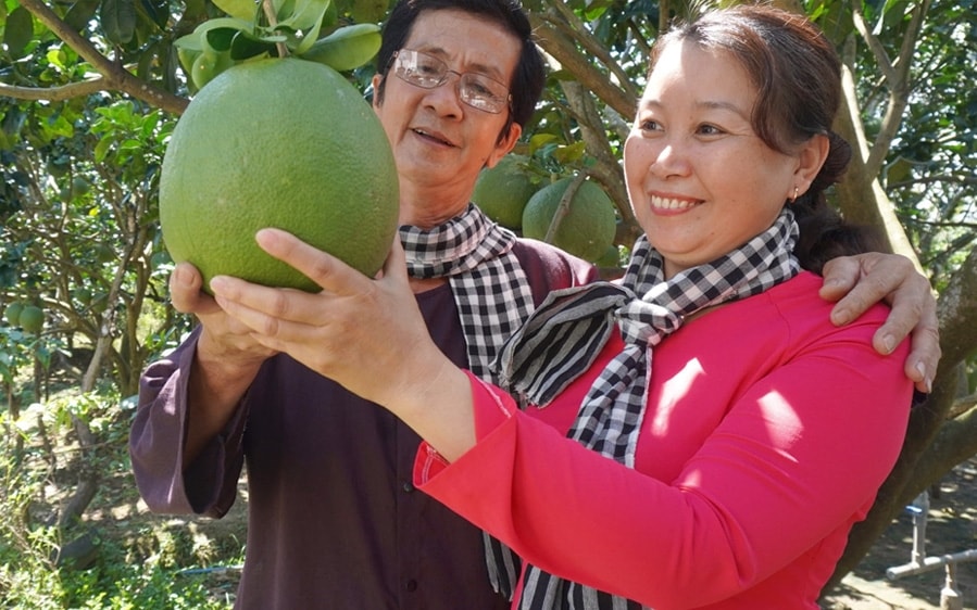 Liên kết sản xuất tại các HTX đem lại lợi ích thiêt thực cho người nông dân Bến Tre
