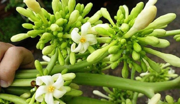 Cách trồng đu đủ đực cho hoa quanh năm 3