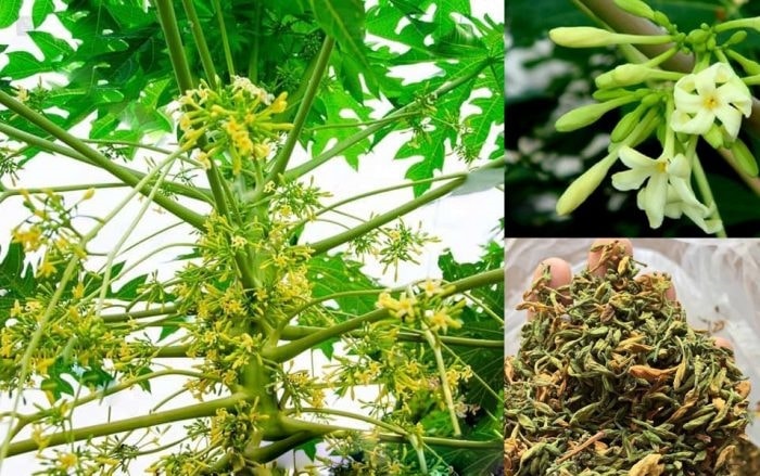 Cách trồng đu đủ đực cho hoa quanh năm 4
