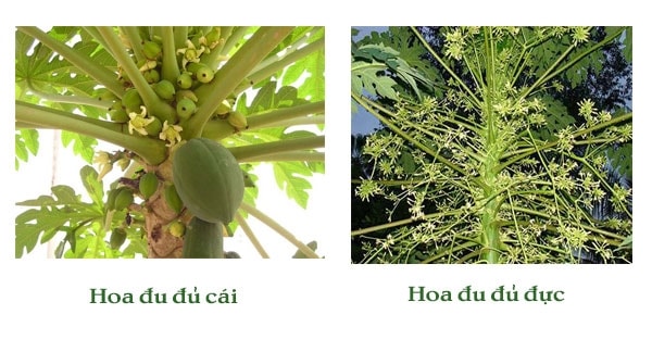 Cách trồng đu đủ đực cho hoa quanh năm