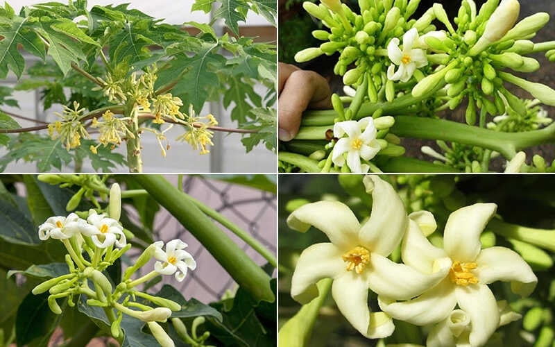 Cách trồng đu đủ đực cho hoa quanh năm 1