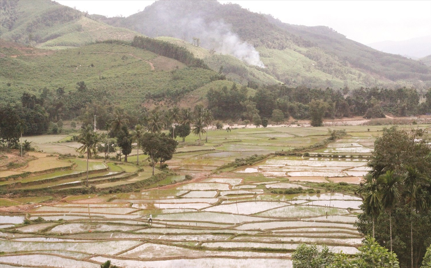 Ruộng bậc thang của người dân khu TĐC An Dũng