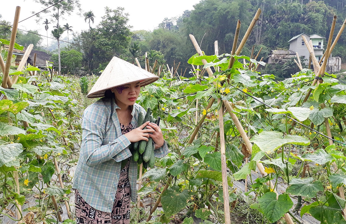 Người dân thôn Nà Rẫy thực hiện mô hình trồng dưa chuột Nhật Bản mang lại nguồn thu nhập khá