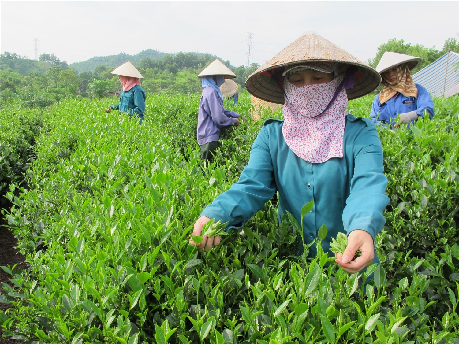 Những năm qua, khu vực kinh tế tập thể, HTX trên địa bàn tỉnh Thái Nguyên đã có bước phát triển mạnh mẽ, tạo việc làm và thu nhập ổn định cho nhiều lao động địa phương