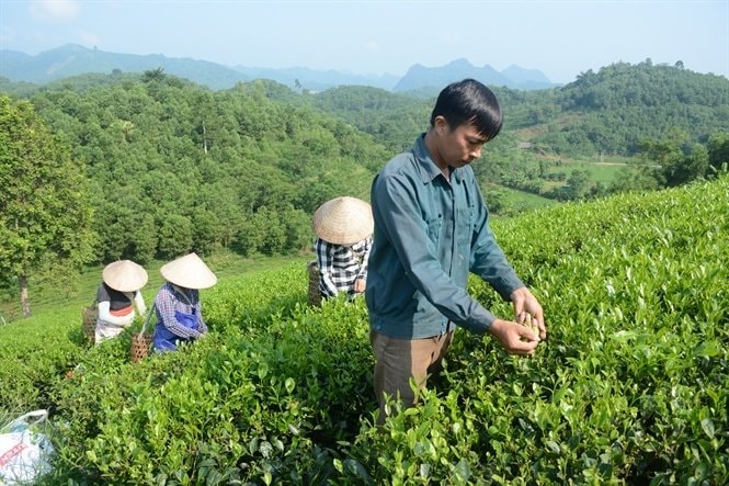 Nhiều HTX trên địa bàn tỉnh Tuyên Quang đã chuyển sang sản xuất chè hữu cơ với giá bán đạt 600.000/kg Nhiều HTX trên địa bàn tỉnh Tuyên Quang đã chuyển sang sản xuất chè hữu cơ với giá bán đạt 600.000/kg