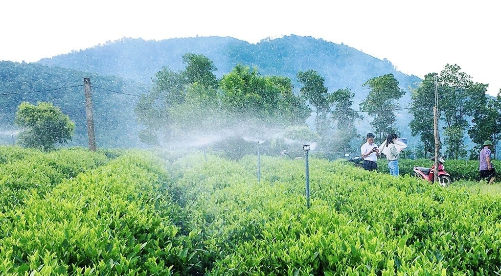 Thái Nguyên đang hỗ trợ mạnh mẽ cho người dân chuyển đổi trồng chè theo tiêu chuẩn VietGap