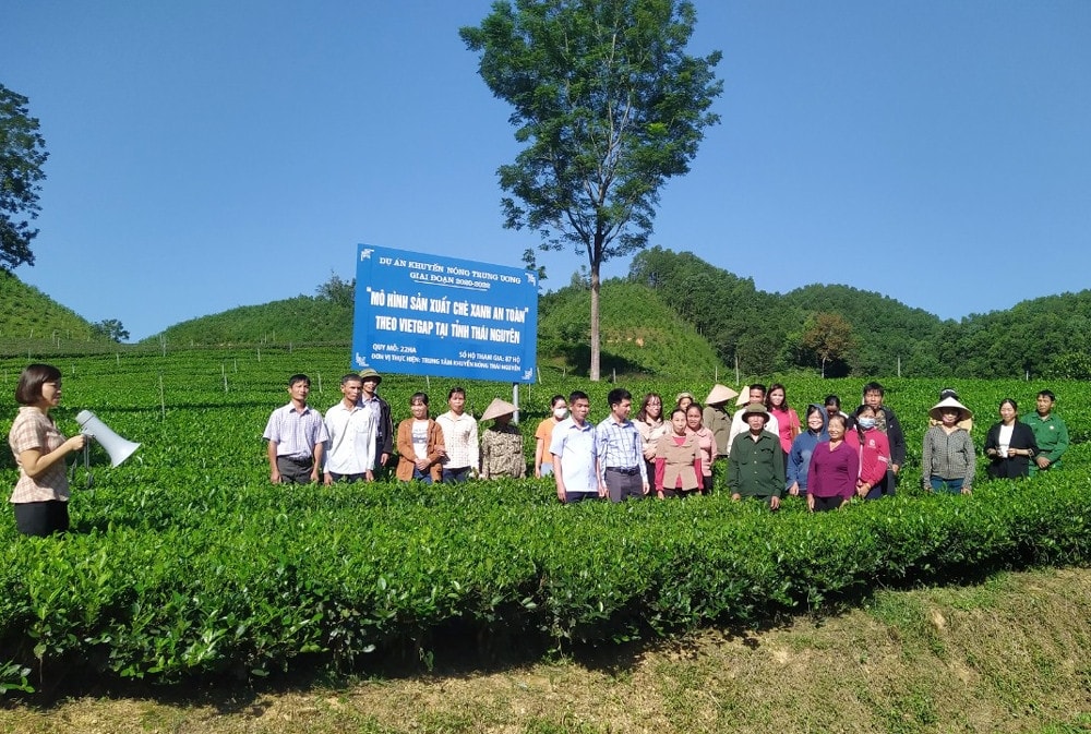 Bà con tham quan mô hình sản xuất chè xanh an toàn theo tiêu chuẩn VietGAP tại xã Văn Hán (huyện Đồng Hỷ).