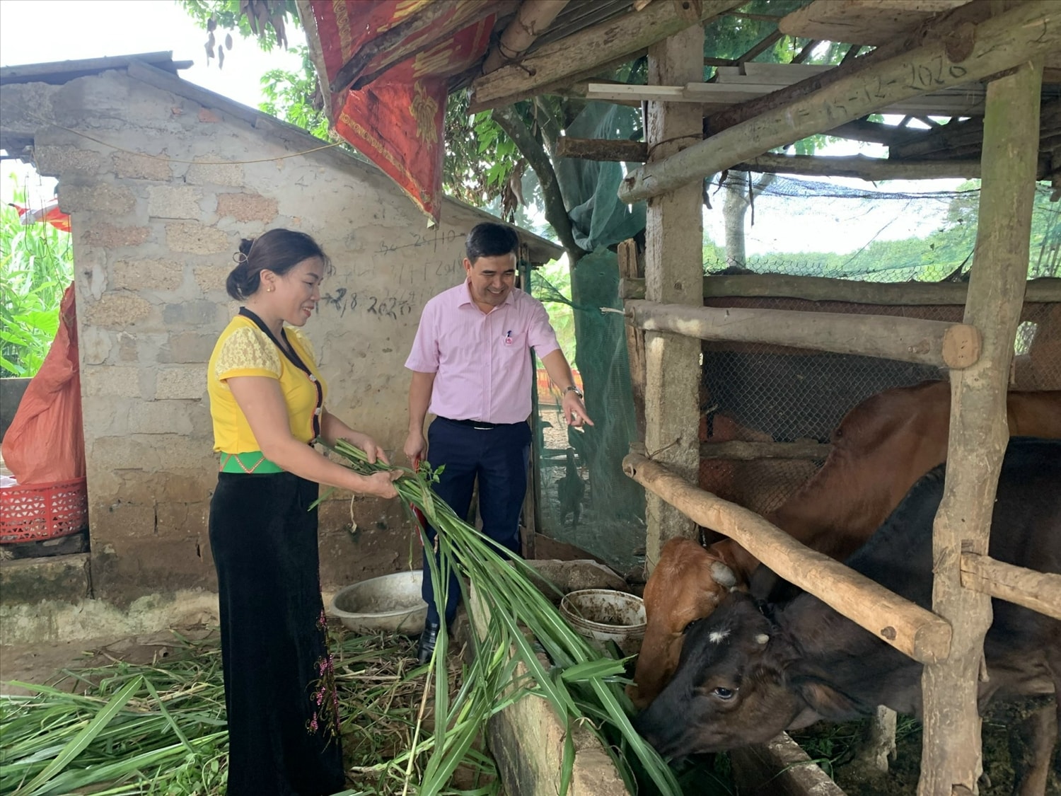 gia đình chị Lê Thị Nhi, dân tộc Thái ở xóm Cầu, xã Nghĩa Thọ (huyện Nghĩa Đàn) đầu tư nuôi gia súc hiệu quả gia đình chị Lê Thị Nhi, dân tộc Thái ở xóm Cầu, xã Nghĩa Thọ (huyện Nghĩa Đàn) đầu tư nuôi gia súc hiệu quả