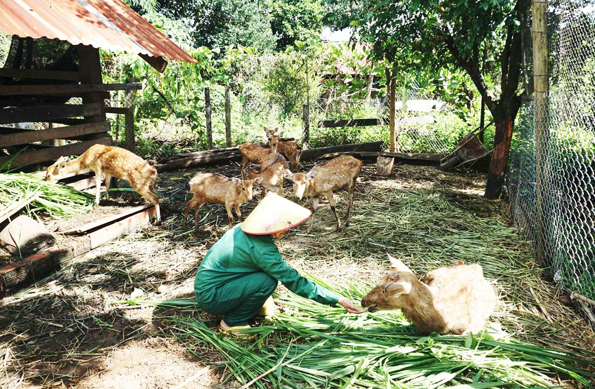 Nuôi hươu sao là một trong những mô hình tiêu biểu khi thực hiện Cuộc vận động thay đổi nếp nghĩ, cách làm tại xã Ia Đal. (Ảnh: V.T) Nuôi hươu sao là một trong những mô hình tiêu biểu khi thực hiện Cuộc vận động thay đổi nếp nghĩ, cách làm tại xã Ia Đal. (Ảnh: V.T)